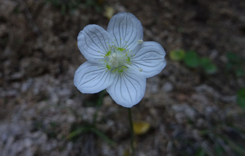 Parnassia palustris - Celastraceae